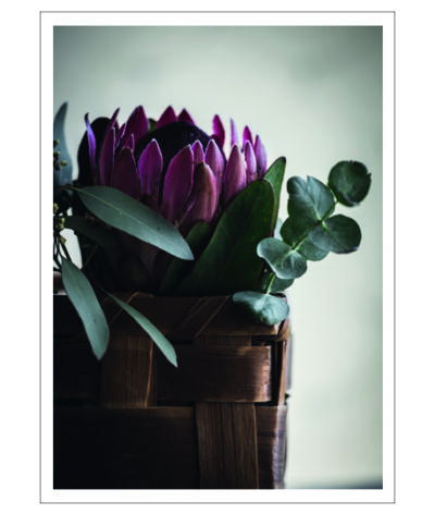 Protea Poster - Bild 2