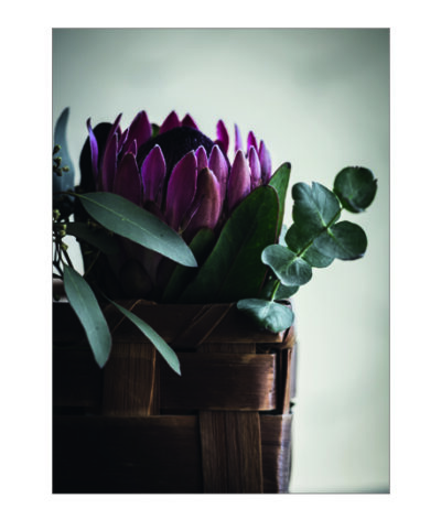 Protea Poster