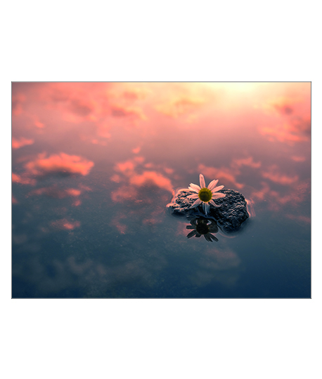 Sky Flower Poster
