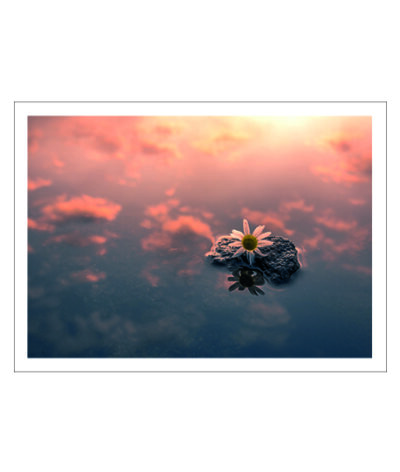 Sky Flower Poster - Bild 2