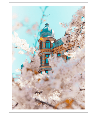 Cherryblossom Poster - Bild 2