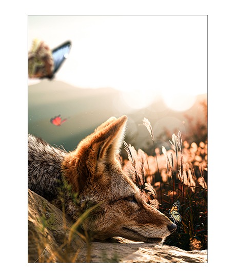 Foxie Poster