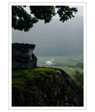 Skuggfager Poster - Bild 2