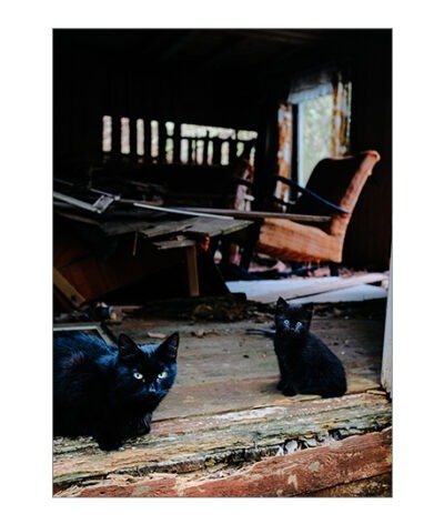Stray Cats Poster