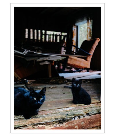 Stray Cats Poster - Bild 2