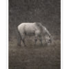 Snow Horse Poster - Bild 2