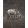 Snow Horse Poster