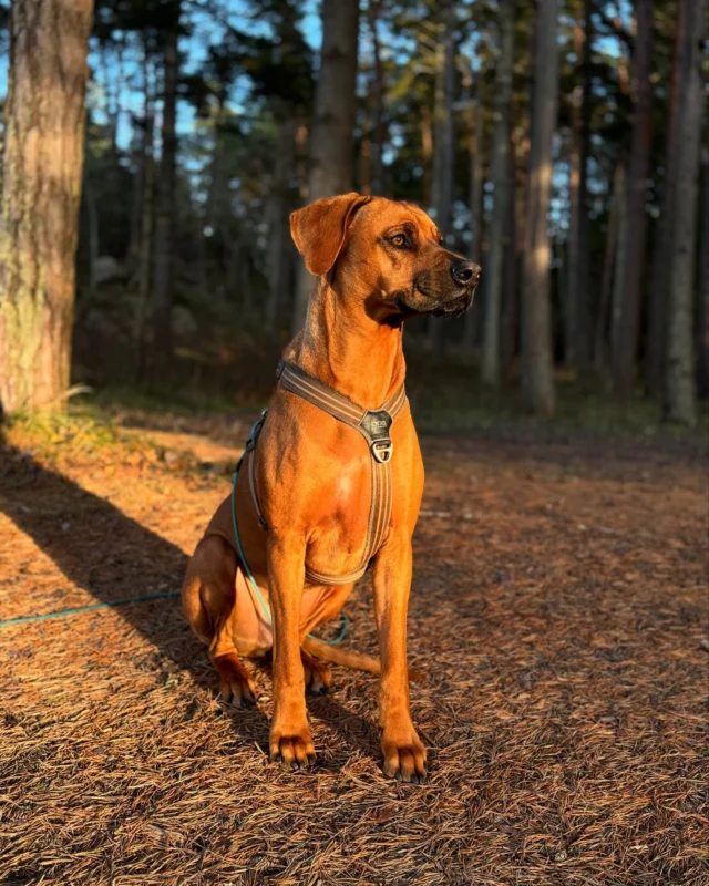 Grattis till vår kollega Pompe, som fyller 4 år idag!🥳🎂